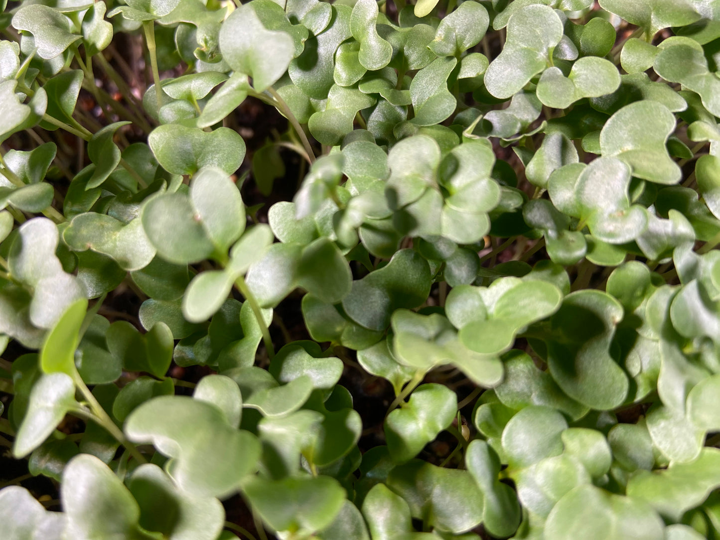 2 oz Spicy Microgreen Mix