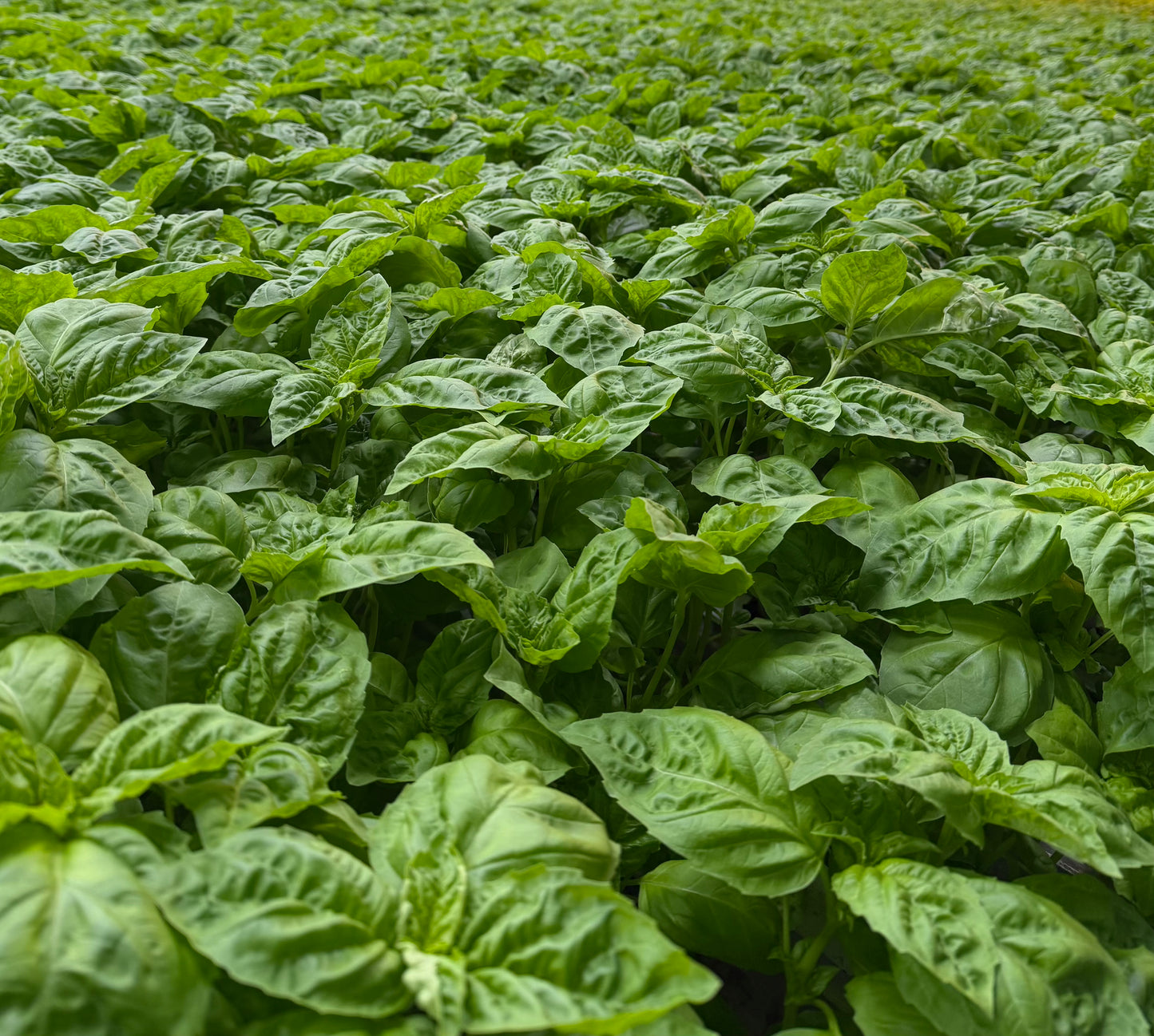 1 oz Basil