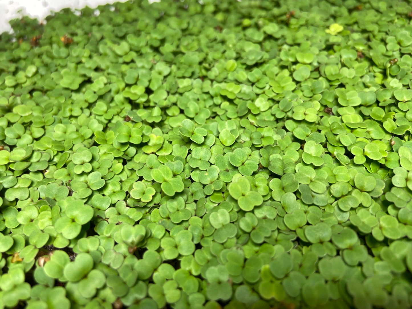 2 oz Spicy Microgreen Mix