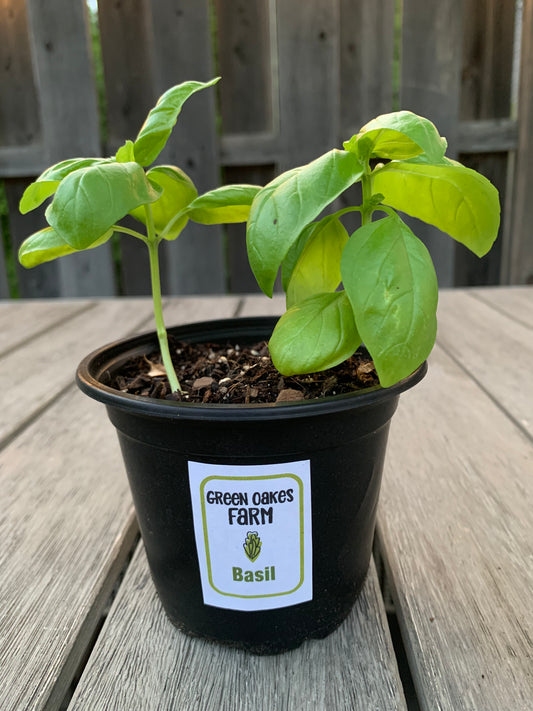 Basil