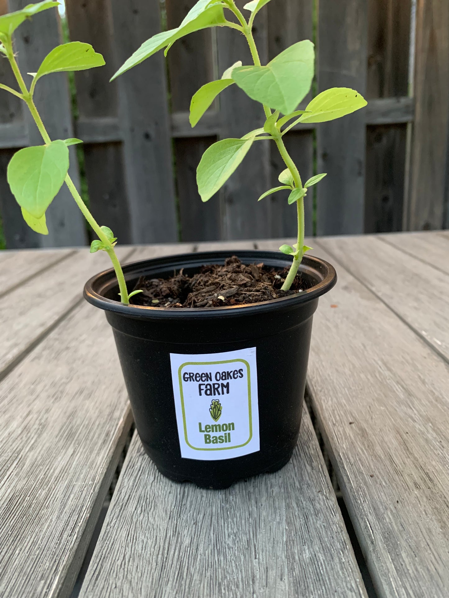 Lemon Basil