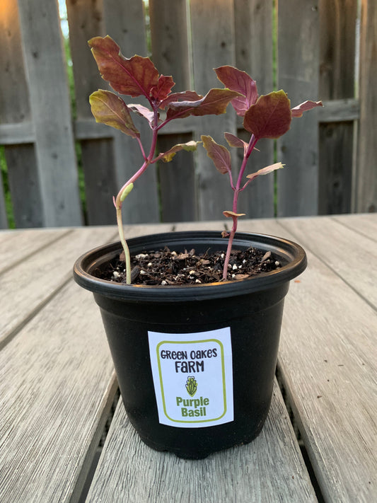 Purple Basil