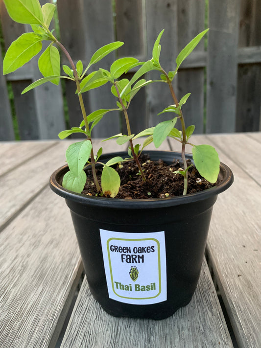 Thai Basil